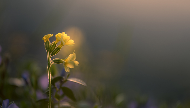 Bevictorΰ�¹���-Τ��(�й�)����-ΰ��ʼ��1946